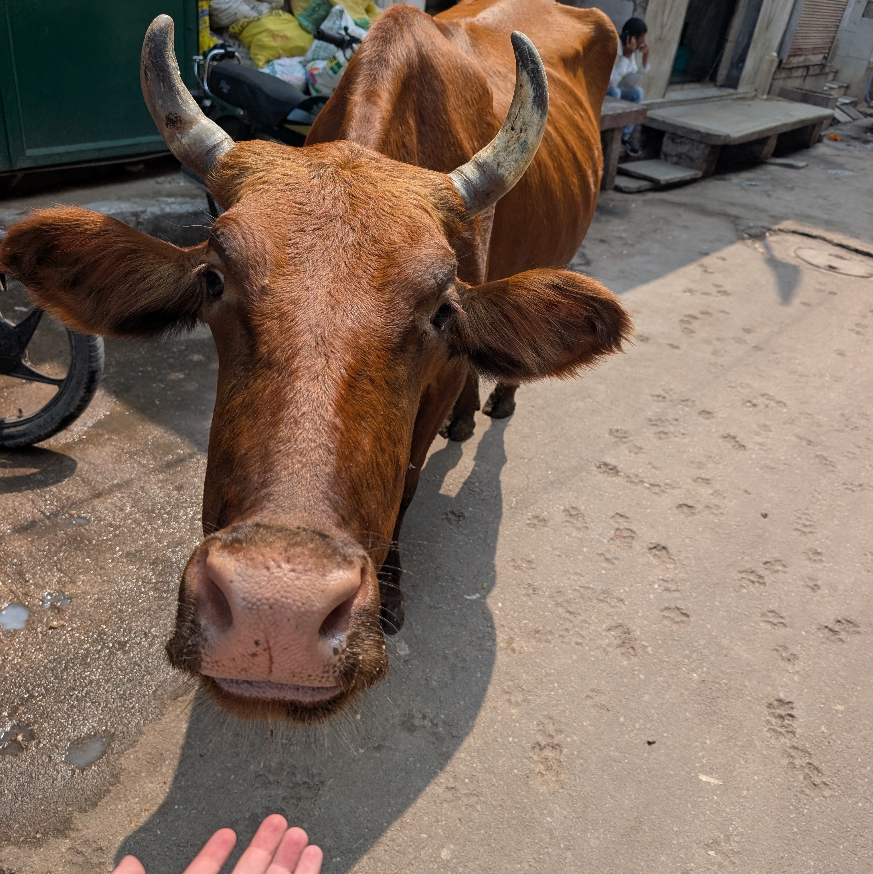 A friendly cow sniffing my hand