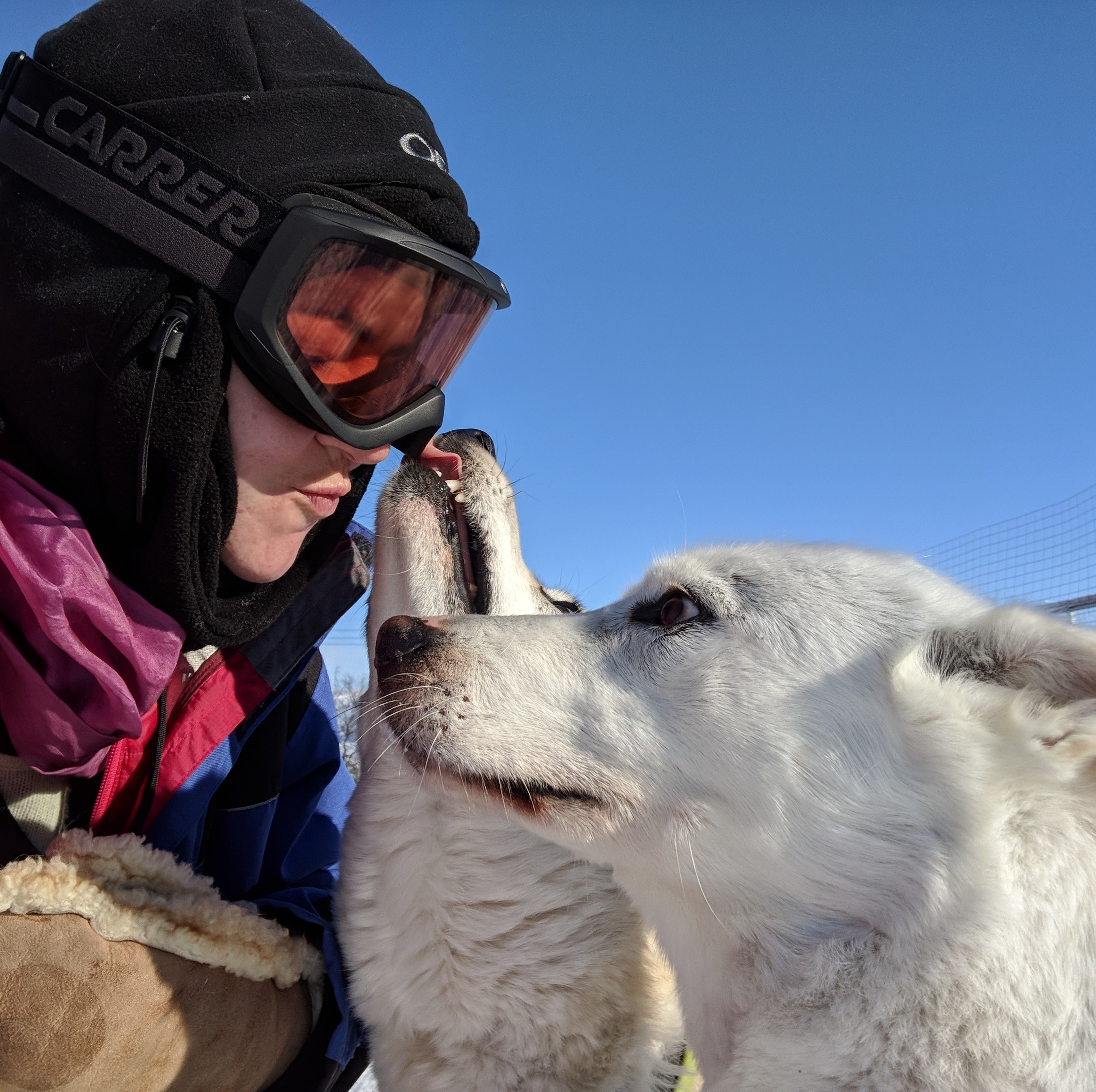 Abisko dogsled dog smooches